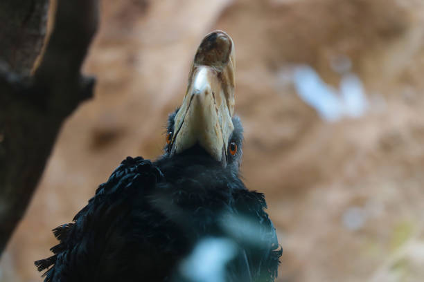 The Wreathed Hornbill (Rhyticeros Undulatus ) also known as the bar Pouched wreathed Hornbill.