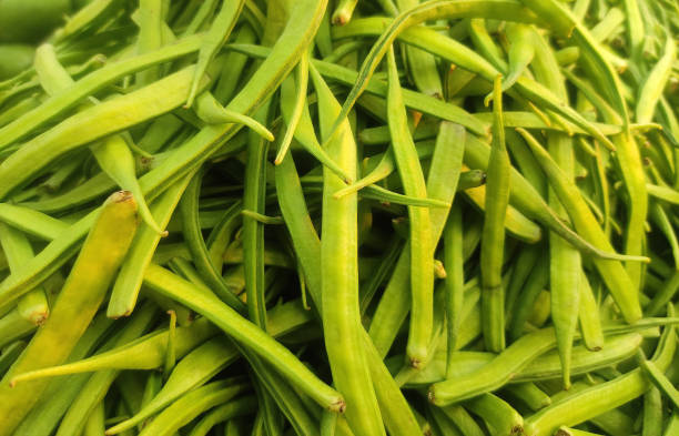 Horizontal image of large group of many green raw whole cluster beans or guar phali or gwar fali covering full frame making green vibrant bright background, denoting healthy vegetarian food, a nutrition source of Carbohydrates, Proteins and Fibre imagen horizontal de un gran grupo de muchos frijoles enteros crudos frescos verdes o guar phali o gwar fali que cubren el marco completo haciendo un fondo verde vibrante y brillante, que denota comida vegetariana saludable, una fuente nutricional de carbo