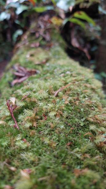 istock Moss growing well on a tree trunk taken closeup 2153341118