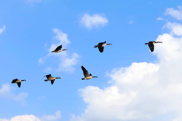 istock Flying Canadian geese on the cloudy sky background 2153341142