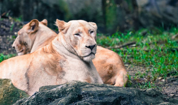istock the lion in the nature with dramatic tone 2153344005