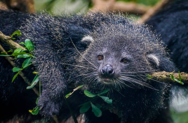 the binturong in the nature with dramatic tone