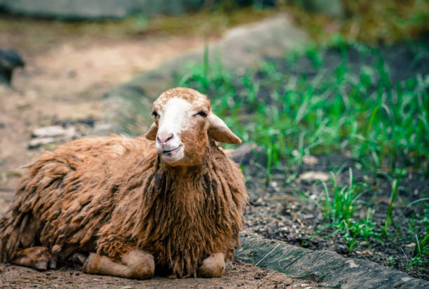 the sheep in the nature with dramatic tone