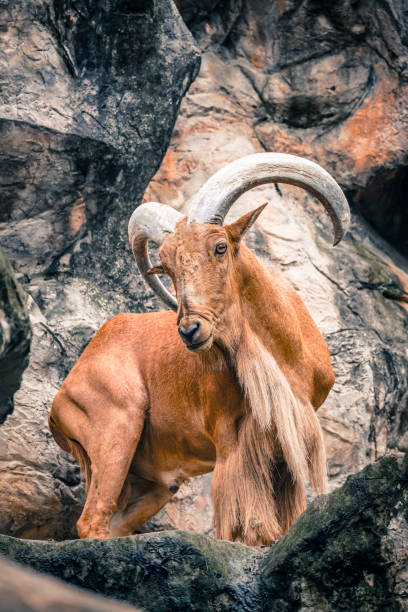 istock the barbary sheep in the nature with dramatic tone 2153344125