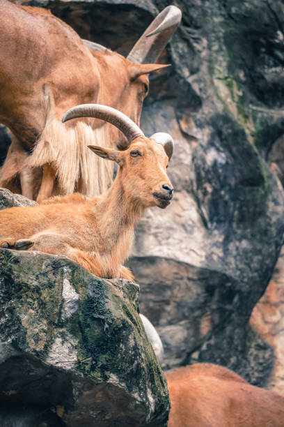 istock the barbary sheep in the nature with dramatic tone 2153344129