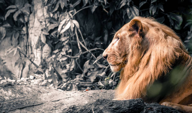 African lion ( Panthera leo ) headshot looking to camera