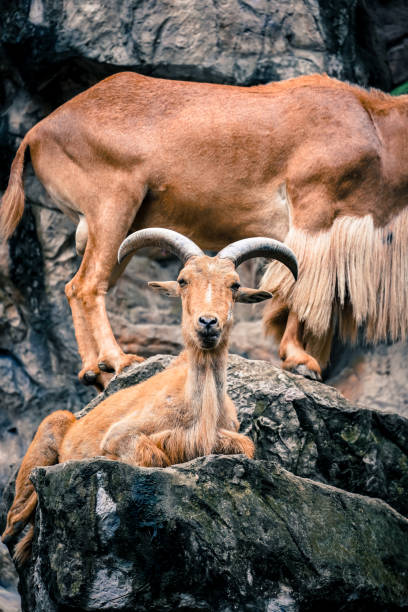 the barbary sheep in the nature with dramatic tone