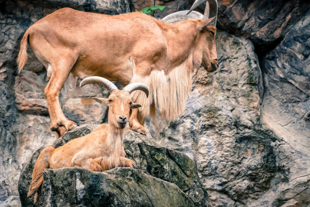 istock the barbary sheep in the nature with dramatic tone 2153344219