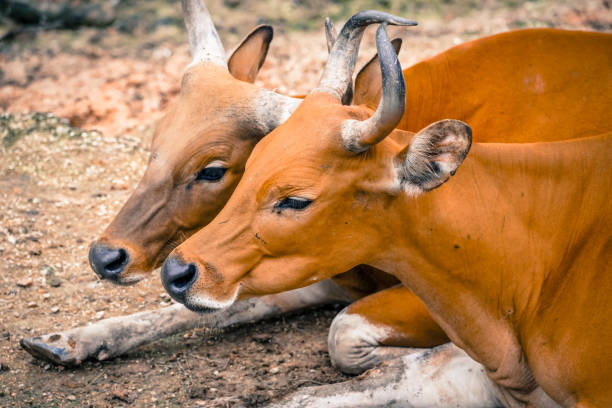 the red cow in the nature with dramatic tone