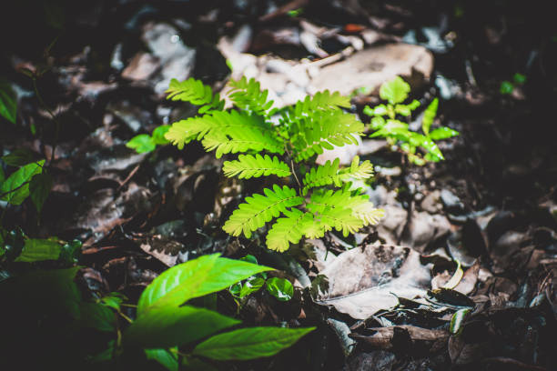 the green leaves in the nature with dramatic tone