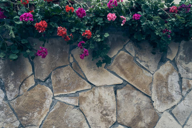 istock From above, geranium flowers on a stone surface made of large details, with space for copying. Natural stone background with flowers 2153347444
