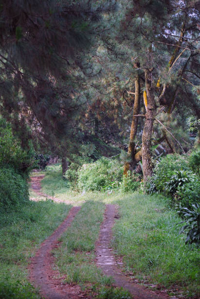 istock A car trail downward from hiking site 2153348537