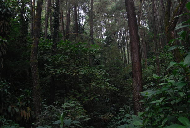 slightly dark scene in the middle of the jungle