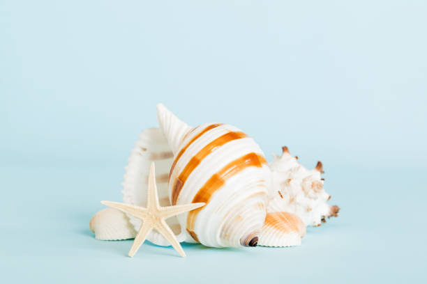 istock Summer time concept with sea shells or starfish on a table background with copy space for text 2153351950