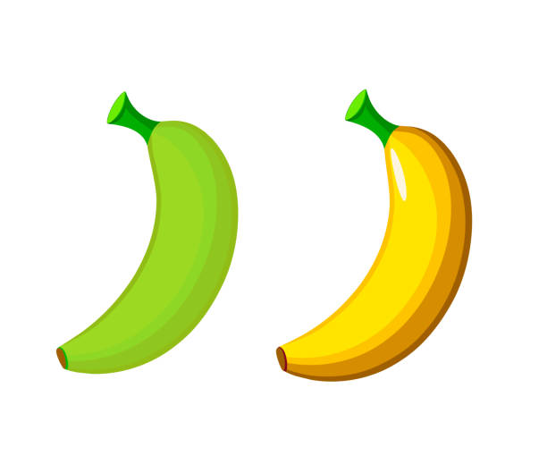 istock ripe yellow and unripe yellow bananas 2153353915