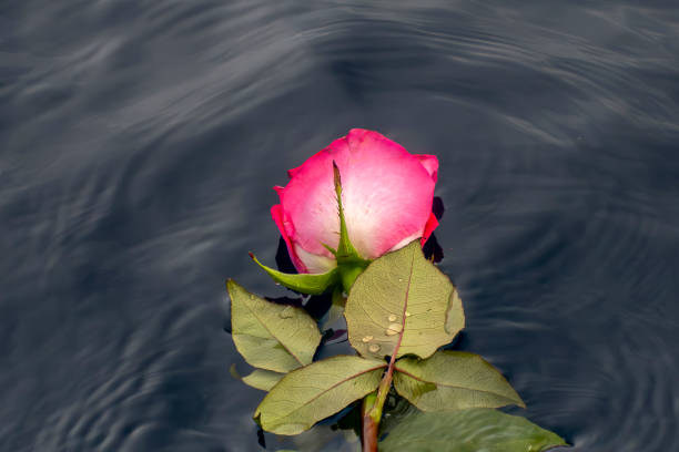 istock A red rose on pacific ocean sea surface offering ceremony floating flower 2153354256