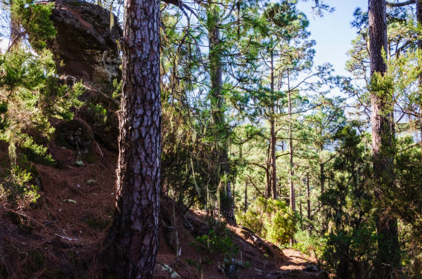 Experience the tranquility of a lush green pine forest, where the golden sunlight filters through the dense foliage, casting a serene glow. This vibrant image captures the essence of nature’s beauty, perfect for themes related to environment, wilderness, and outdoor adventures