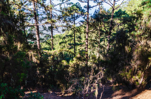 Experience the tranquility of a lush green pine forest, where the golden sunlight filters through the dense foliage, casting a serene glow. This vibrant image captures the essence of nature’s beauty, perfect for themes related to environment, wilderness, and outdoor adventures