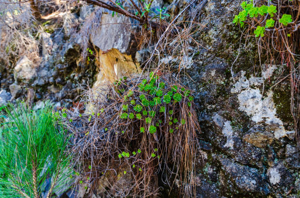istock Resilience of Nature: Lush Greenery Thriving on Jagged Rock Formation in a Serene Natural Setting 2153354449