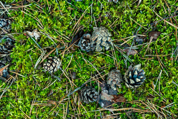 Vibrant close-up shot of a small pine cone nestled in a lush bed of bright green moss, showcasing the delicate textures and colors of the forest ground