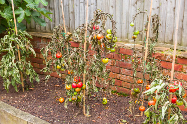 istock Tomato blight, tomato plants wilt disease in garden, UK 2153356506