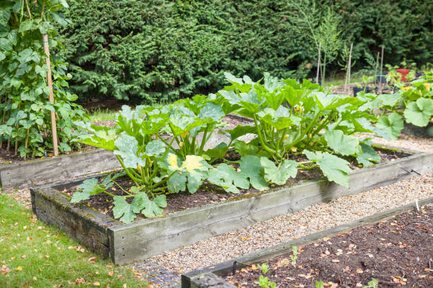 istock Vegetables (courgette) growing in a raised bed in a UK garden 2153356526
