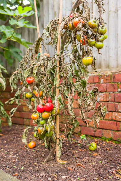 istock Tomato blight, tomato plants wilt disease in garden, UK 2153356530