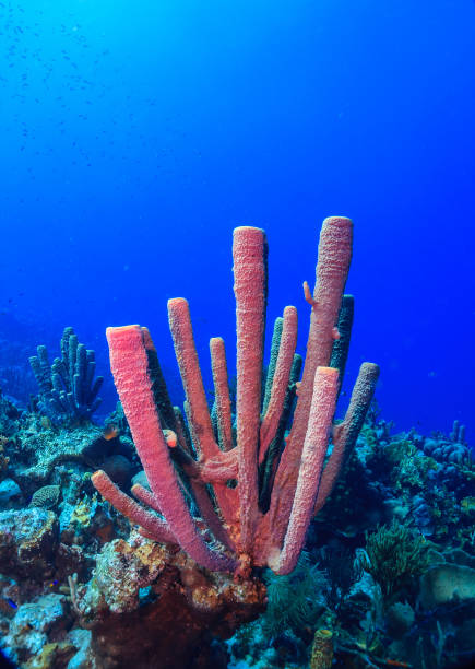 istock Caribbean coral garden, Roatan 2153357235