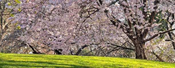Queens, New York. Taken on April 14, 2025. Cherry Blossoms in Juniper Valley park in Queens in early spring in April.