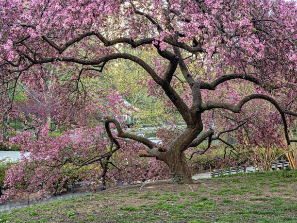 istock Central Park in spring, flowering Cherry trees 2153357273