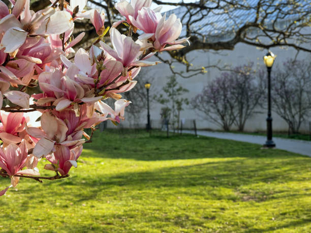 istock Magnolia tree in bloom in early spring 2153358195