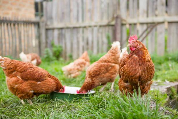 Free range chickens in a UK garden Free range chickens outside in a UK garden or smallholding chickens in the poultry yard eating stock pictures, royalty-free photos & images