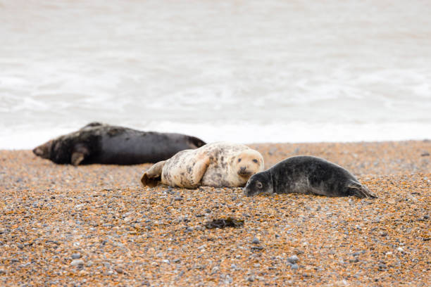 istock Grey seal colony on Norfolk coast, UK 2153360967