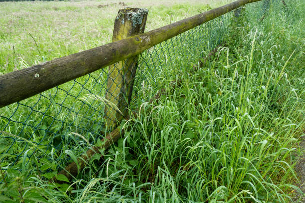 Free Stock Photo of Wooden Fence With Tall Grass Background | Download ...