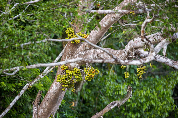Fig tree, Roxburgh Fig or Ficus auriculata with ripe fruits growing beside a river. The picture is taken in the Kinabatangan Wildlife Park in the north eastern part of Borneo