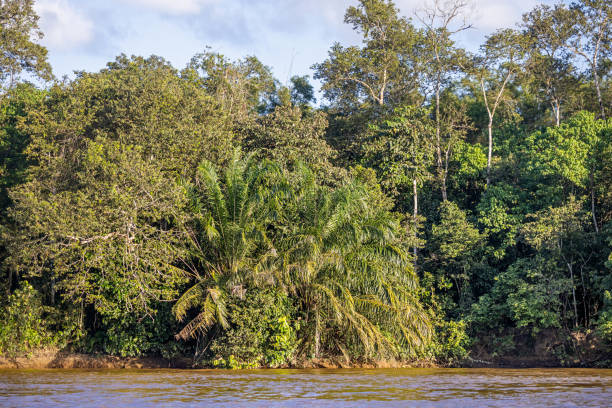 Tall trees in the lush rainforest jungle seen from the river. The picture is taken in the Kinabatangan Wildlife Park in the north eastern part of Borneo