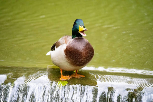 Mallard duck sits and quacks on a waterfall in the river