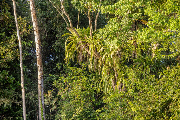 Aechmea caudata Lindm. on tree branchOrchids on tree in ColombiaAechmea caudata Lindm. on tree branch