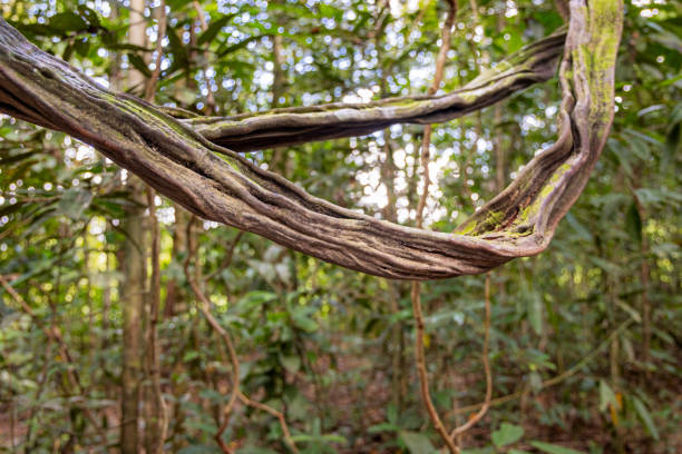 An example of the many spices of lianas which are growing in the bottom of the rainforest jungle. The picture is taken in the Kinabatangan Wildlife Park in the north eastern part of Borneo