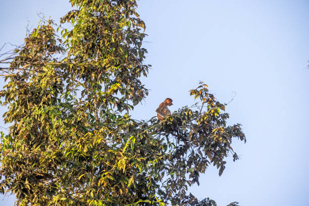 Proboscis monkey, Nasalis larvatus sitting in a tall tree in the jungle. The picture is taken in the Kinabatangan Wildlife Park in the north eastern part of Borneo