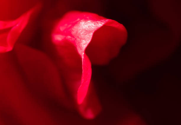 istock Close-up of a red rose as a background. Macro 2153364972