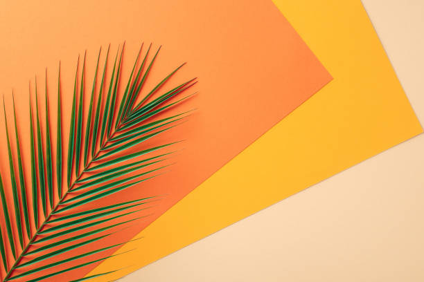 A vivid image showing a single green palm leaf arranged on a bright orange and yellow geometric background, ideal for summer and tropical themes