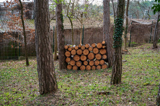 Small pile of cut wood between two trees in forest.