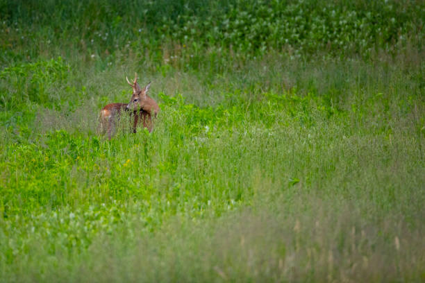 istock Male Deer on a Meadow 2153366892