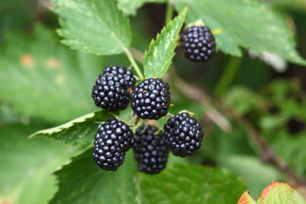 istock Ripe blackberry on the bush in summer 2153366954