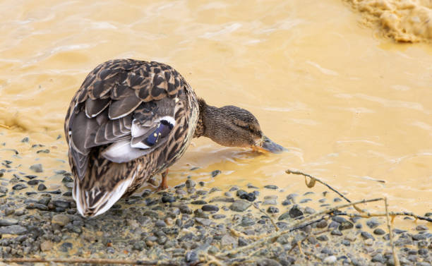 Mallard female drinking polluted water