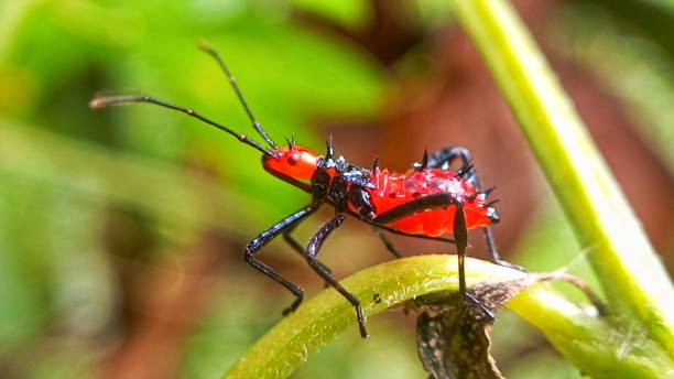 Red Shot Insect 440+ Red Assassin Bug Stock Photos, Pictures & Royalty-Free Images - iStock