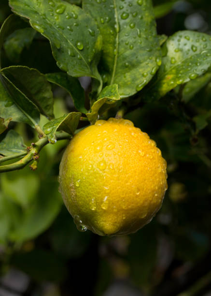 Lemon Tree close up details of a beautiful yellow fruit hanging on the branch with water droplets