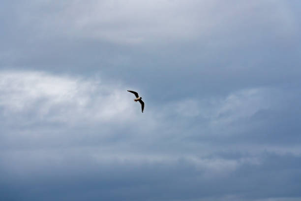 Image of a solitary seagull soaring in an overcast sky. Ideal for themes of freedom, nature, and birdwatching