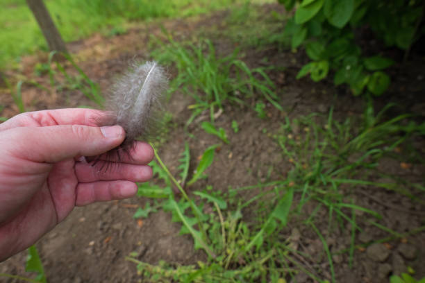 A man examines a bird feather.